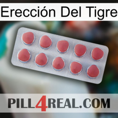 Erección Del Tigre 18